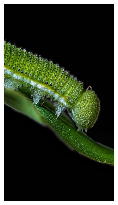 Macro Nature Wildlife Macro Photography