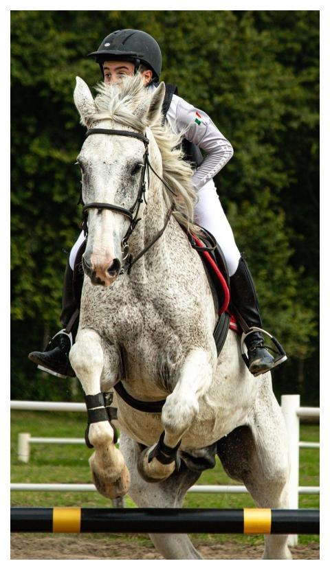 Horse Race Course Competition Nature