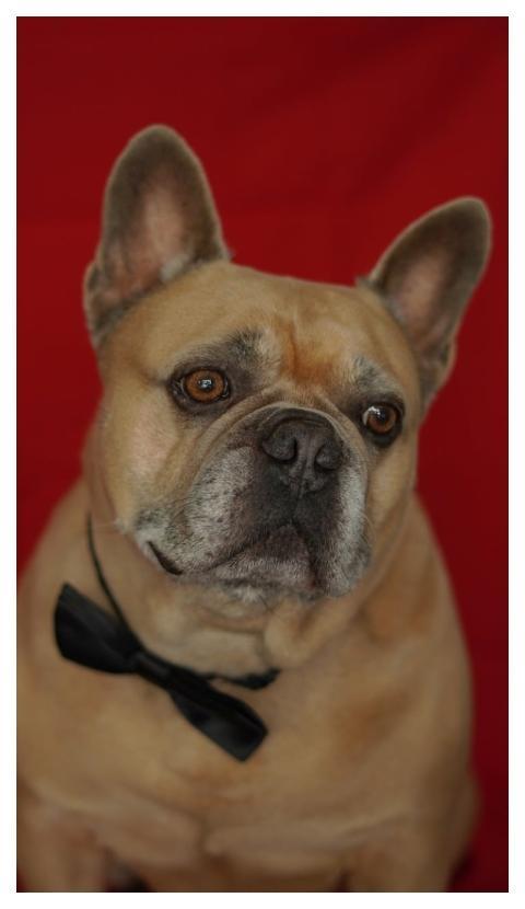 French Bulldog Dog Portrait Dog Portrait