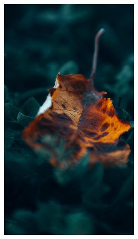 Autumn Yellow Leaf Flora