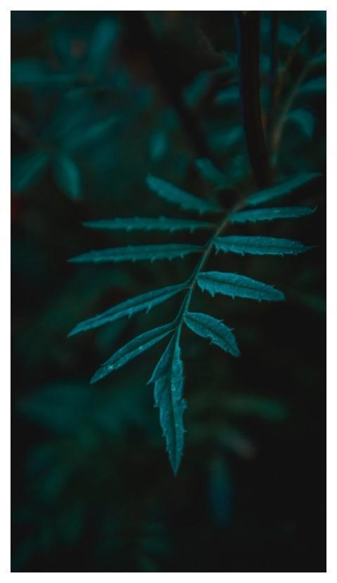 Leaves Foliage Green Herb