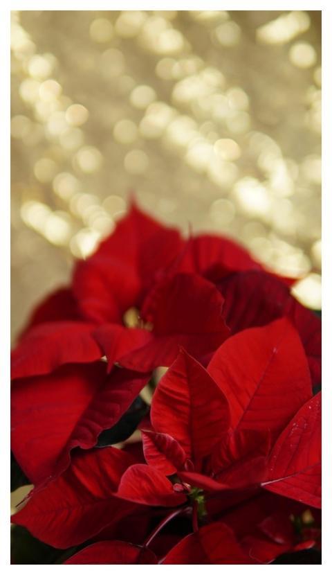 Christmas Star Gold Shine Lights