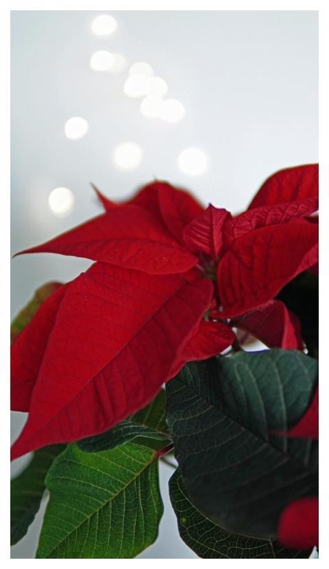 Red Leaves Green Leaves Christmas Star Christmas