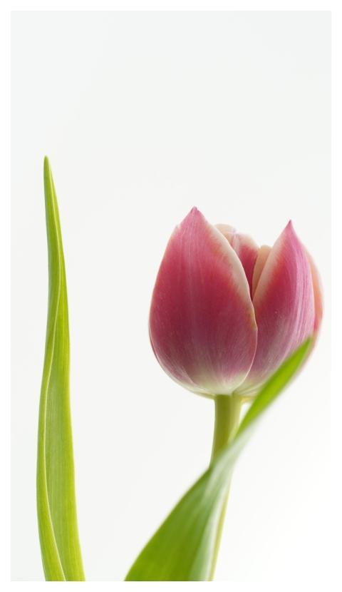 Tulip Flower Floral Background Blossom