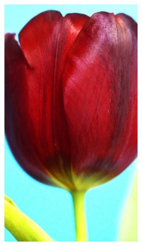 Tulip Red Macro Template