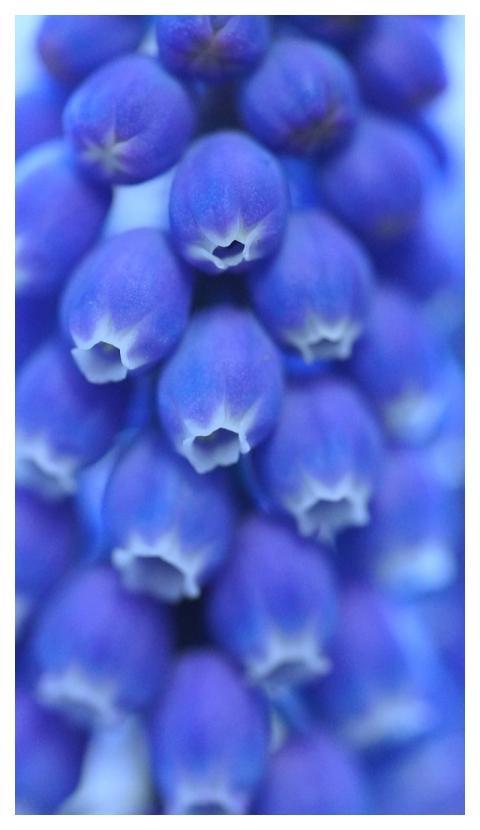Grape Hyacinths Flower Background Floral Backgroun