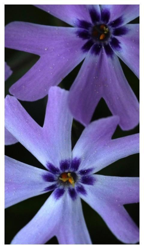 Purple Flowers Blossoms Beautiful Wallpaper