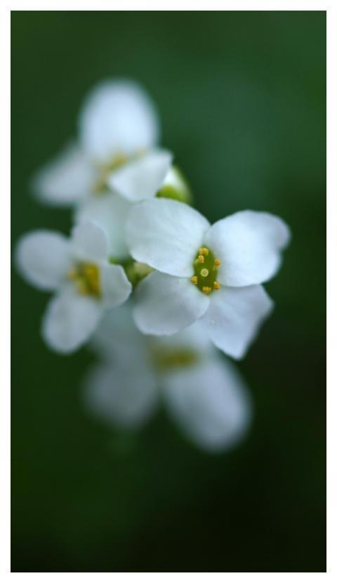 White Flowers Flower Wallpaper Flower Background