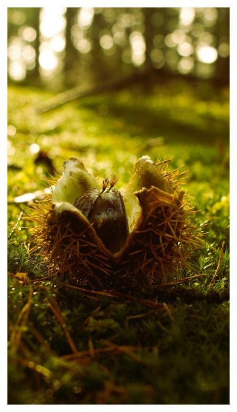 Chestnut Nature Autumn Fruit