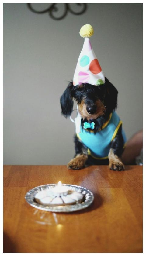 Adorable dog wearing a party hat sitting by birthd