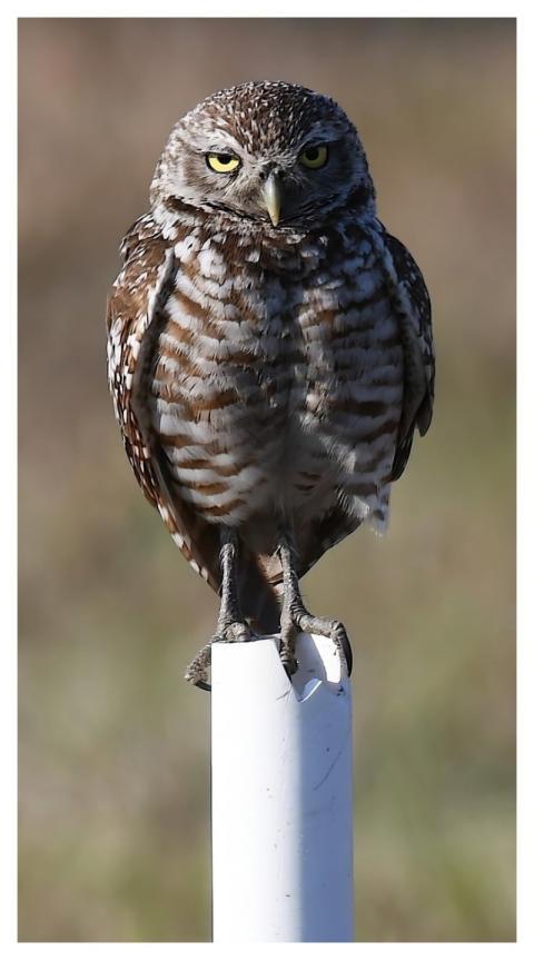 Closeup Selective Focus Owl Bird