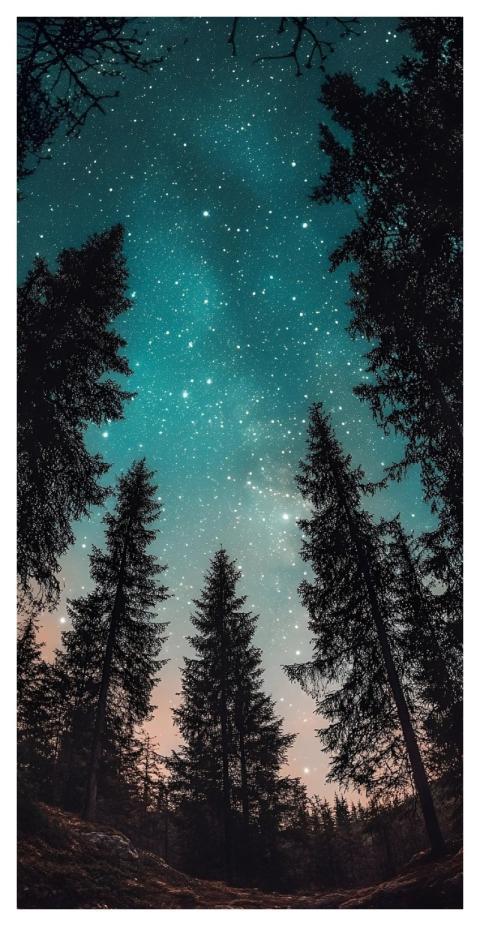 Trees Forest Night Sky Woods