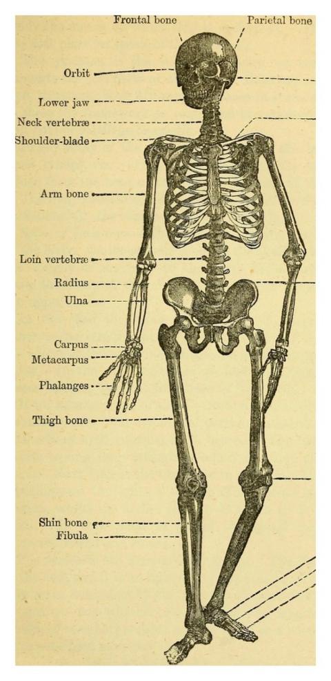 Identifier: healthlecturesfo1882edin (find matches