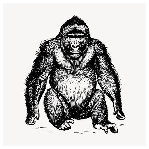 Gorilla, wild animal clipart, vintage