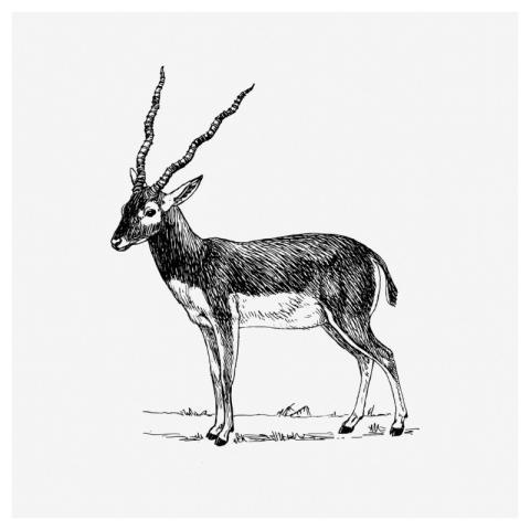 Antelope drawing, animal vintage illustration