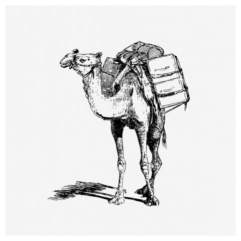 Laden camel drawing, animal-powered transport