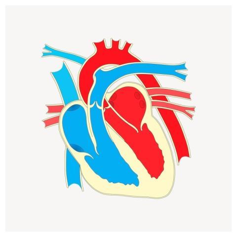 Heart diagram clipart, health illustration