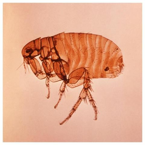 A close left lateral view of a female Oriental rat