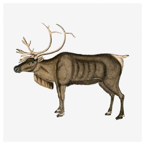 Reindeer, animal illustration