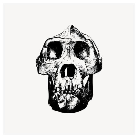 Gorilla skull clipart, dead animal