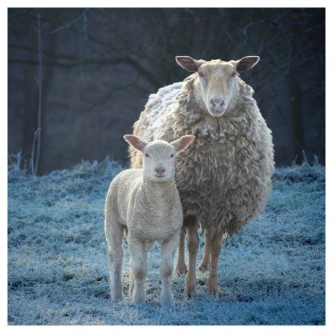 Mother, baby sheep, farm animal