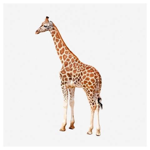 Giraffe animal clipart illustration