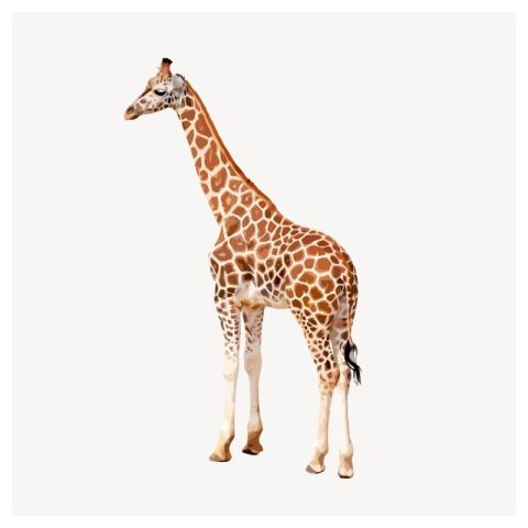 Giraffe animal clipart, wildlife illustration