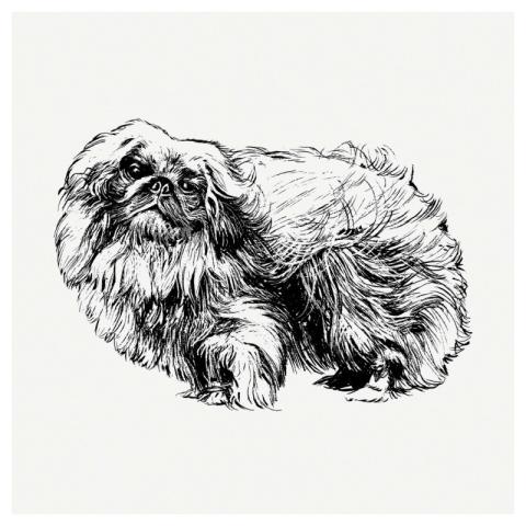 Pekingese dog, vintage animal clipart