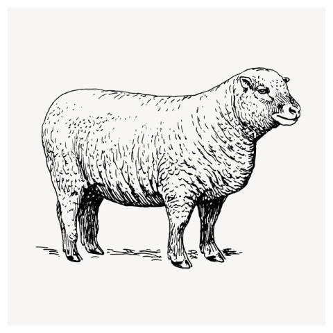 Sheep, vintage farm animal illustration