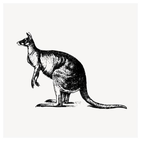 Kangaroo clipart, vintage animal illustration