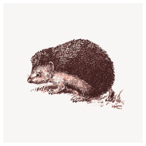 Hedgehog drawing, cute animal psd