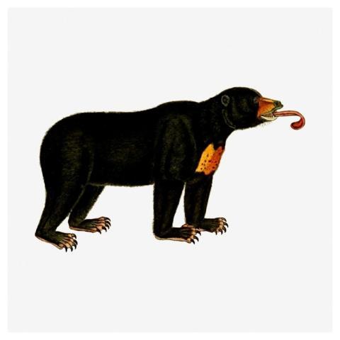 Bear wild animal hand drawn