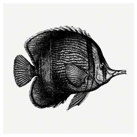 Margined coralfish drawing, sea animal