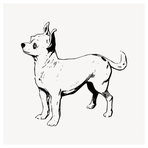 Chihuahua dog drawing, vintage animal
