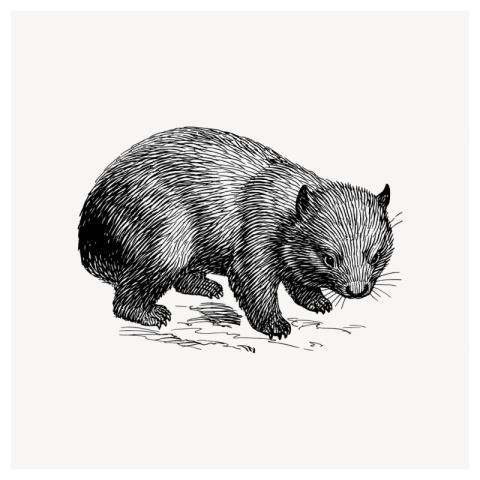 Wombat drawing, vintage animal illustration