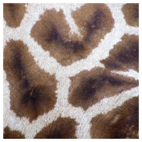 Giraffe pattern texture, animal close