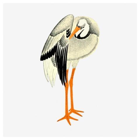 Stork bird clipart, vintage animal