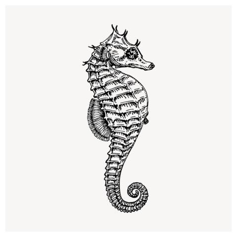 Seahorse drawing, vintage sea animal