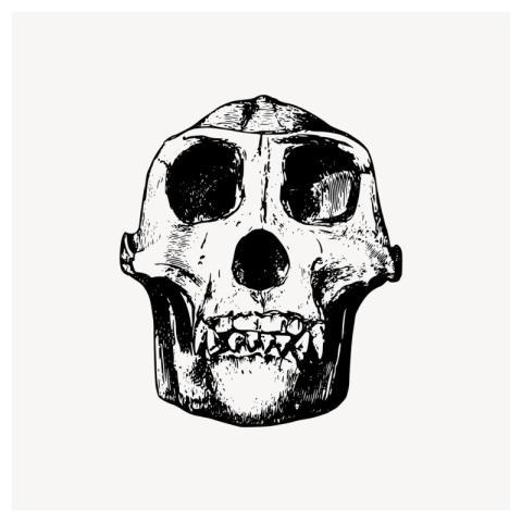 Gorilla skull clipart, dead animal