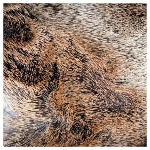 Brown animal fur texture, close