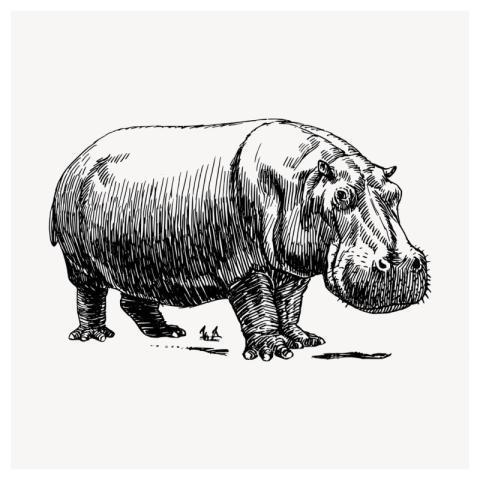 Hippopotamus animal clipart, vintage illustration