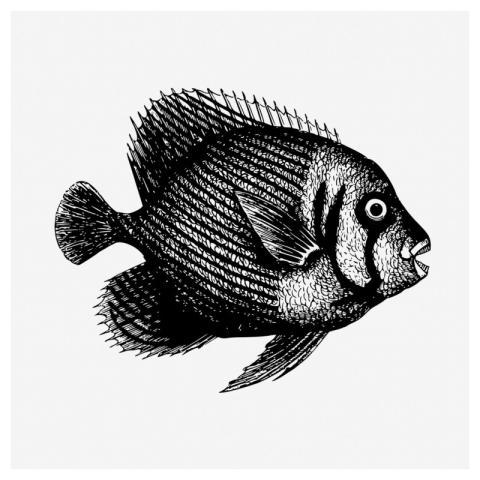 Fish drawing, vintage sea animal