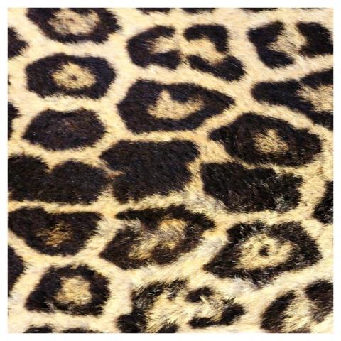 Leopard pattern, real texture, animal