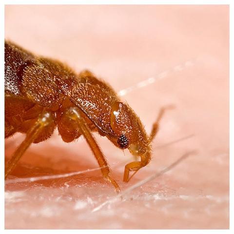Closeup process of ingesting a blood meal from the