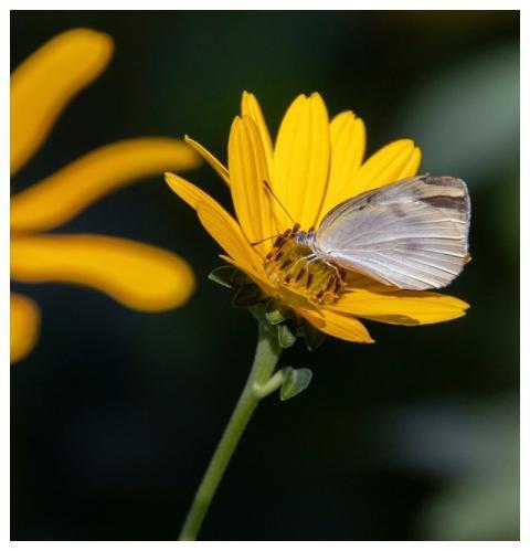 Arnica Bloom Flower Wallpaper Flower