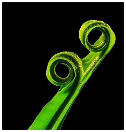 Fern Leaf Nature Leaf Fern