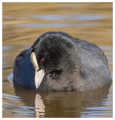 Coot Nature Water Water Bird