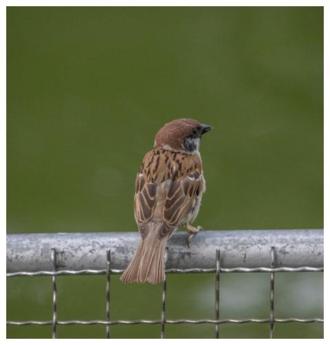 Sparrow Bird Animal Wildlife
