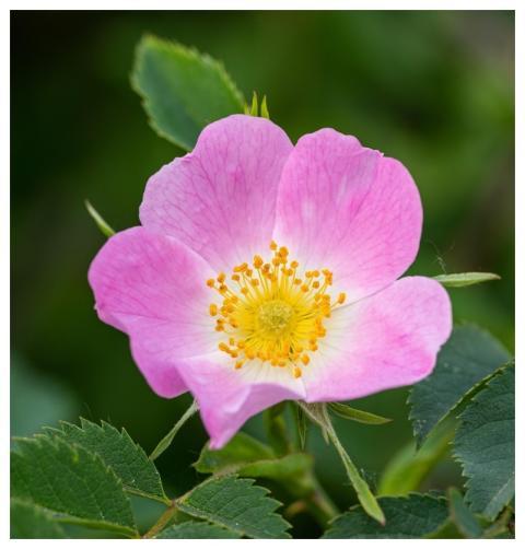 Dog Rose Rose Rosa Canina Rosa