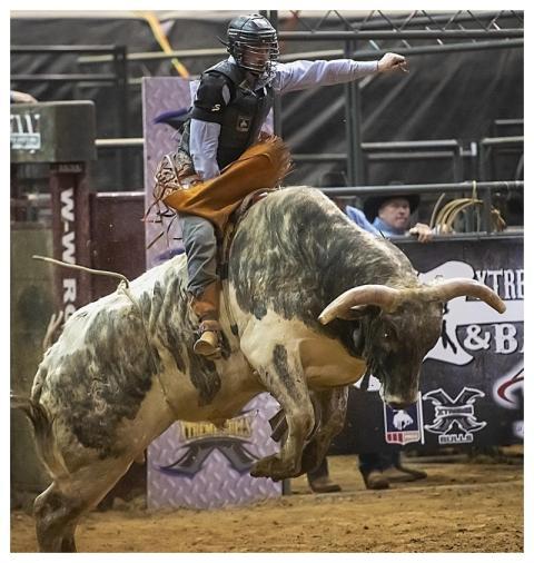 Bull Bull Riding Rodeo Cowboy